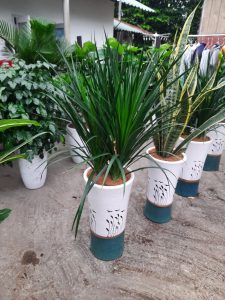 Mua bán cây cảnh ở Bình Dương
