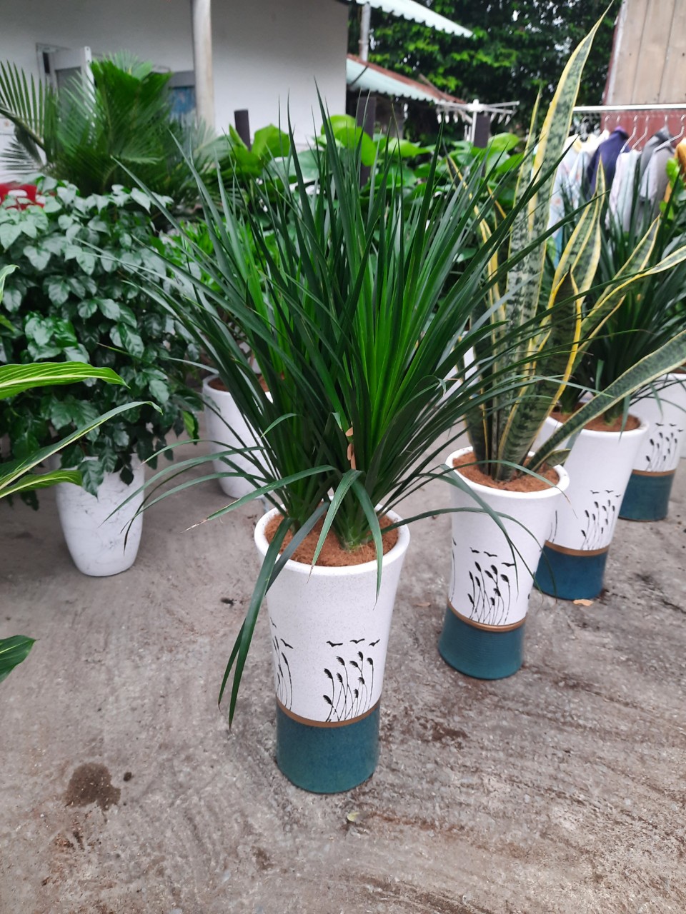 Mua bán cây cảnh ở Bình Dương