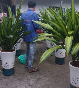 Mua bán cây cảnh văn phòng giá rẻ tại Bình Dương