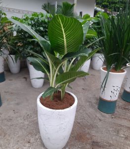Mua bán cây xanh tại Bình Dương