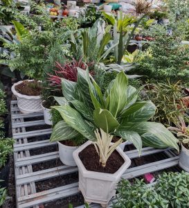 Mua cây kiểng đẹp tại Bình Dương