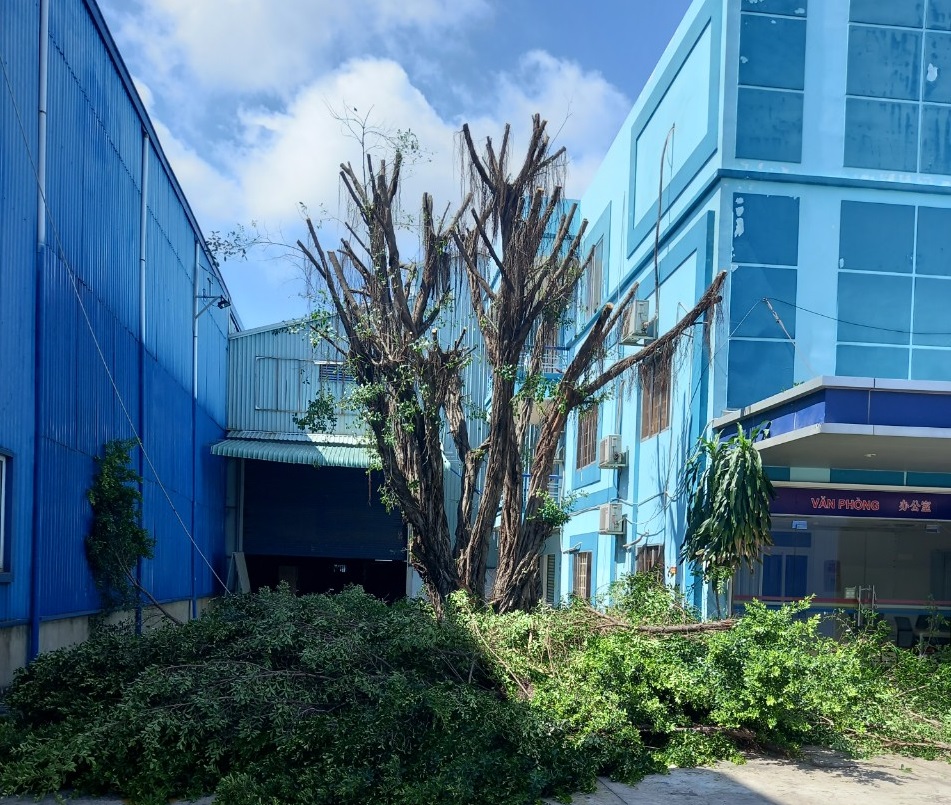 Báo giá Dịch vụ di dời cây xanh ở Bình Dương