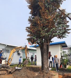 Dịch vụ bứng cây tại Bình Dương chuyên nghiệp