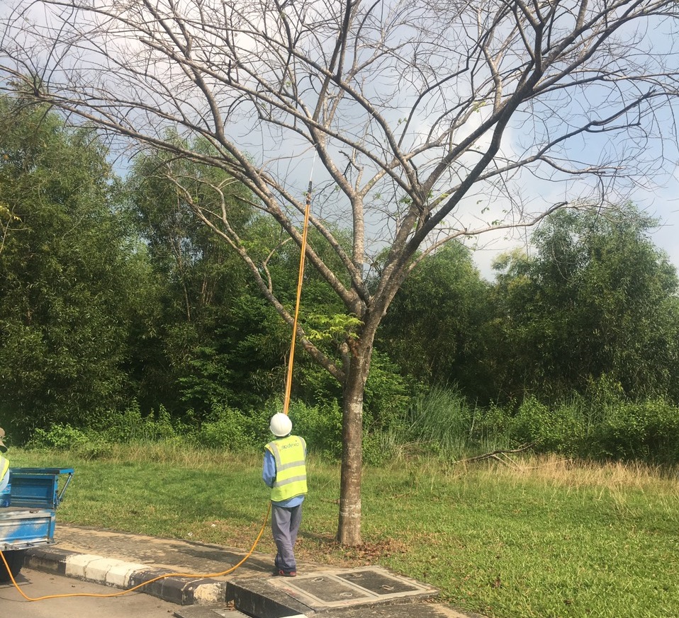 Dịch vụ cắt tỉa cây xanh tại Bình Dương