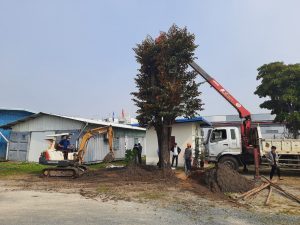 Dịch vụ di dời cây xanh tại Bình Dương
