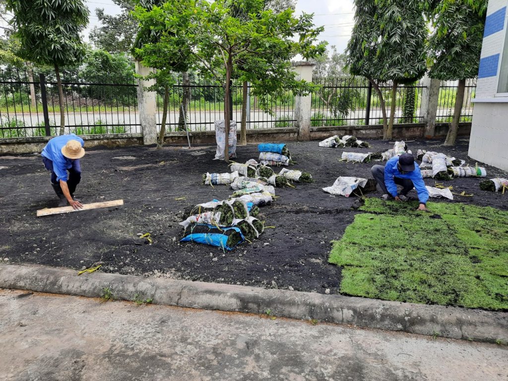 Chăm Sóc Cây Xanh