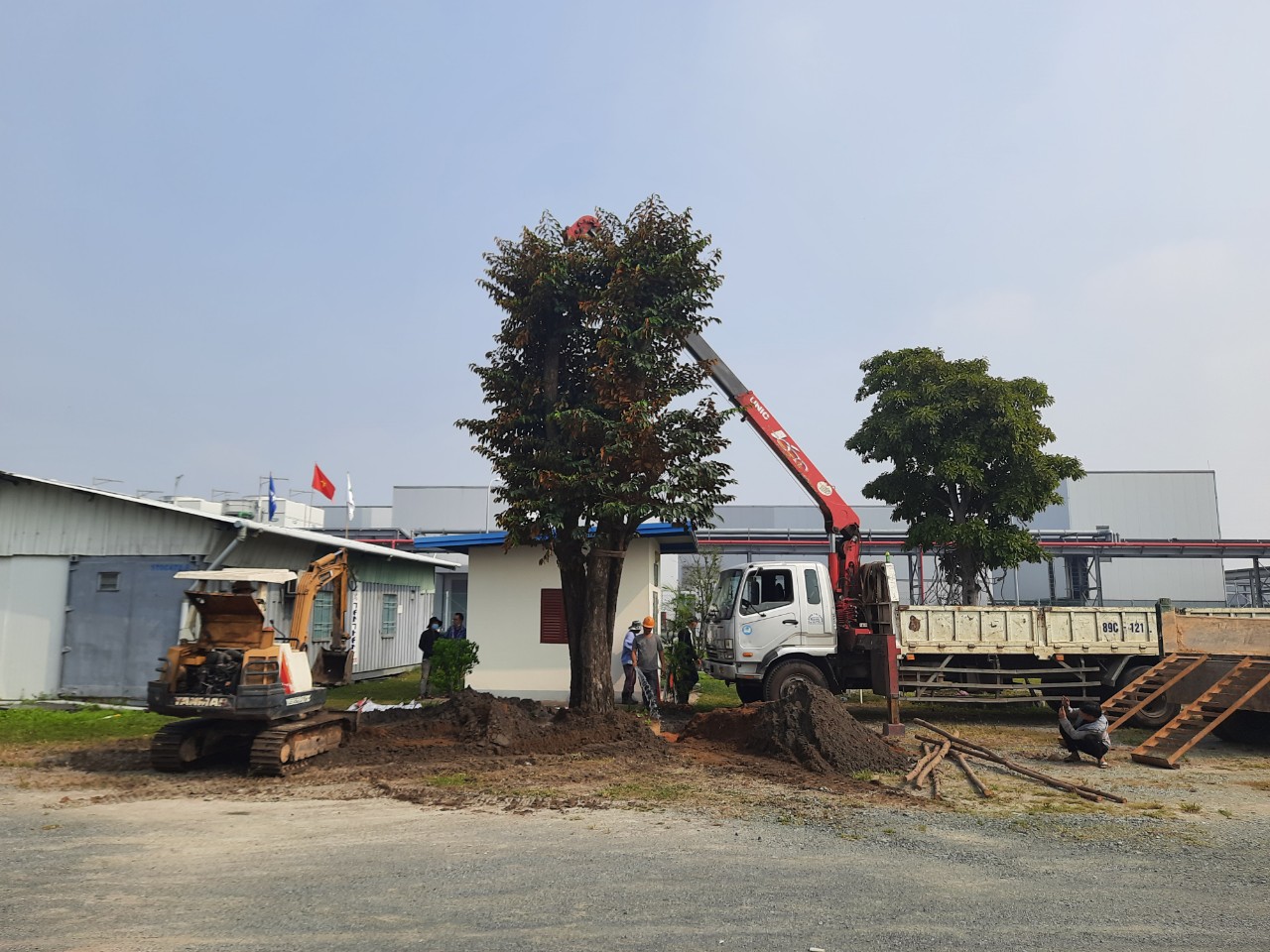 Di dời cây xanh ở Thuận An Bình Dương từ An Khang