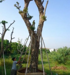 Dịch vụ bứng cây tại Dĩ An Bình Dương uy tín