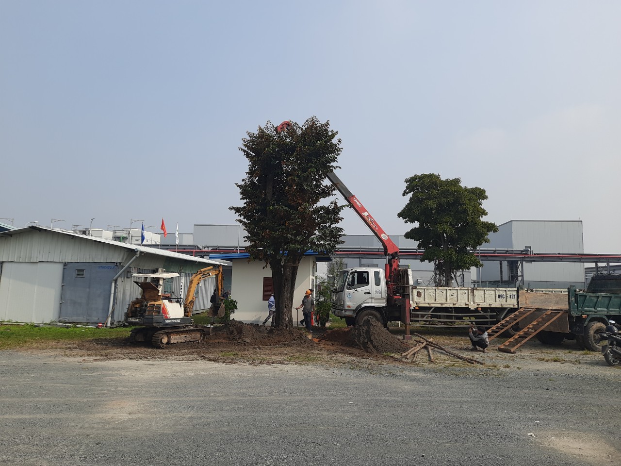 Dịch vụ bứng cây tại Thuận An do An Khang thực hiện