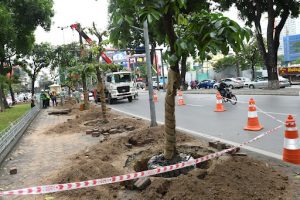 Dịch vụ bứng cây tại Thuận An Bình Dương