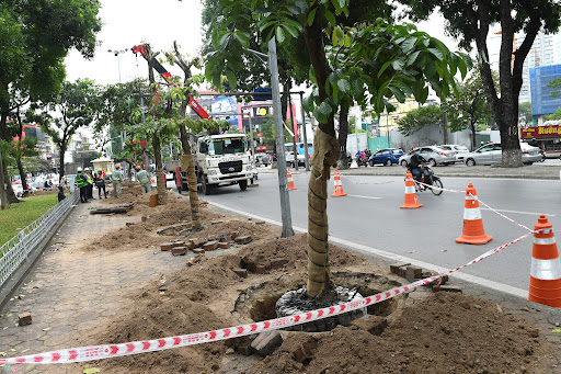 Dịch vụ bứng cây tại Thuận An Bình Dương