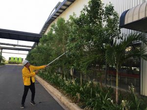 Dịch vụ cắt tỉa cây xanh tại Thuận An Bình Dương của An Khang