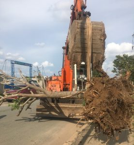 Thực hiện dịch vụ di dời cây xanh tại Dĩ An Bình Dương