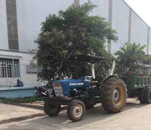 Dịch vụ di dời cây xanh tại Thuận An Bình Dương