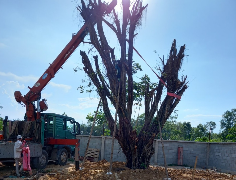 Khi nào cần di dời cây xanh