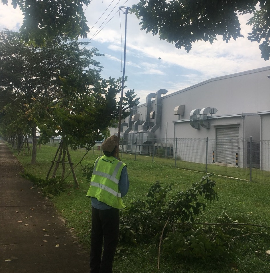 Ưu điểm của dịch vụ cắt tỉa cây xanh