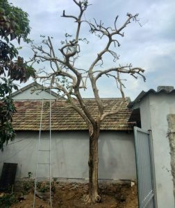 Chọn công ty dịch vụ bứng cây tại Tân Uyên Bình Dương uy tín