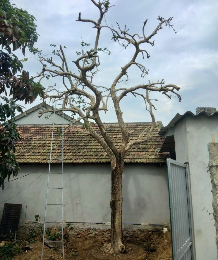 Chăm Sóc Cây Xanh