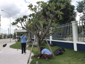 Dịch vụ cắt tỉa cây xanh tại Tân Uyên Bình Dương của An Khang