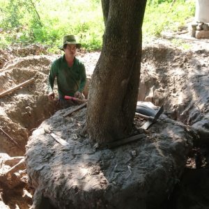 Dịch vụ di dời cây xanh tại Tân Uyên Bình Dương của An Khang