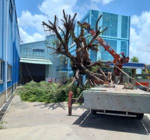 Thuê dịch vụ bứng cây tại Bến Cát Bình Dương uy tín
