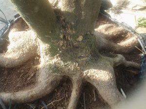 Thuê dịch vụ di dời cây xanh tại Bến Cát Bình Dương chuyên nghiệp
