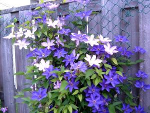 Cách trồng củ hoa ông lão đúng kỹ thuật