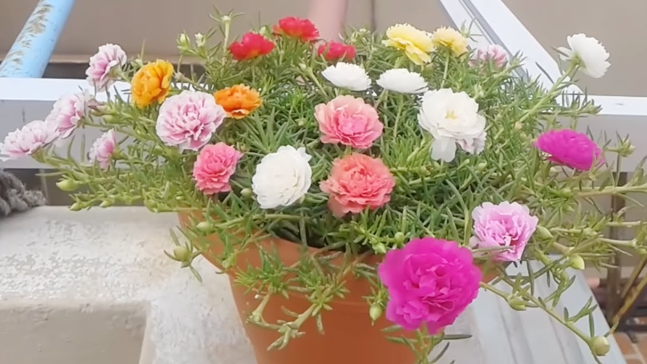 Hướng dẫn trồng hoa 10 giờ bằng hạt