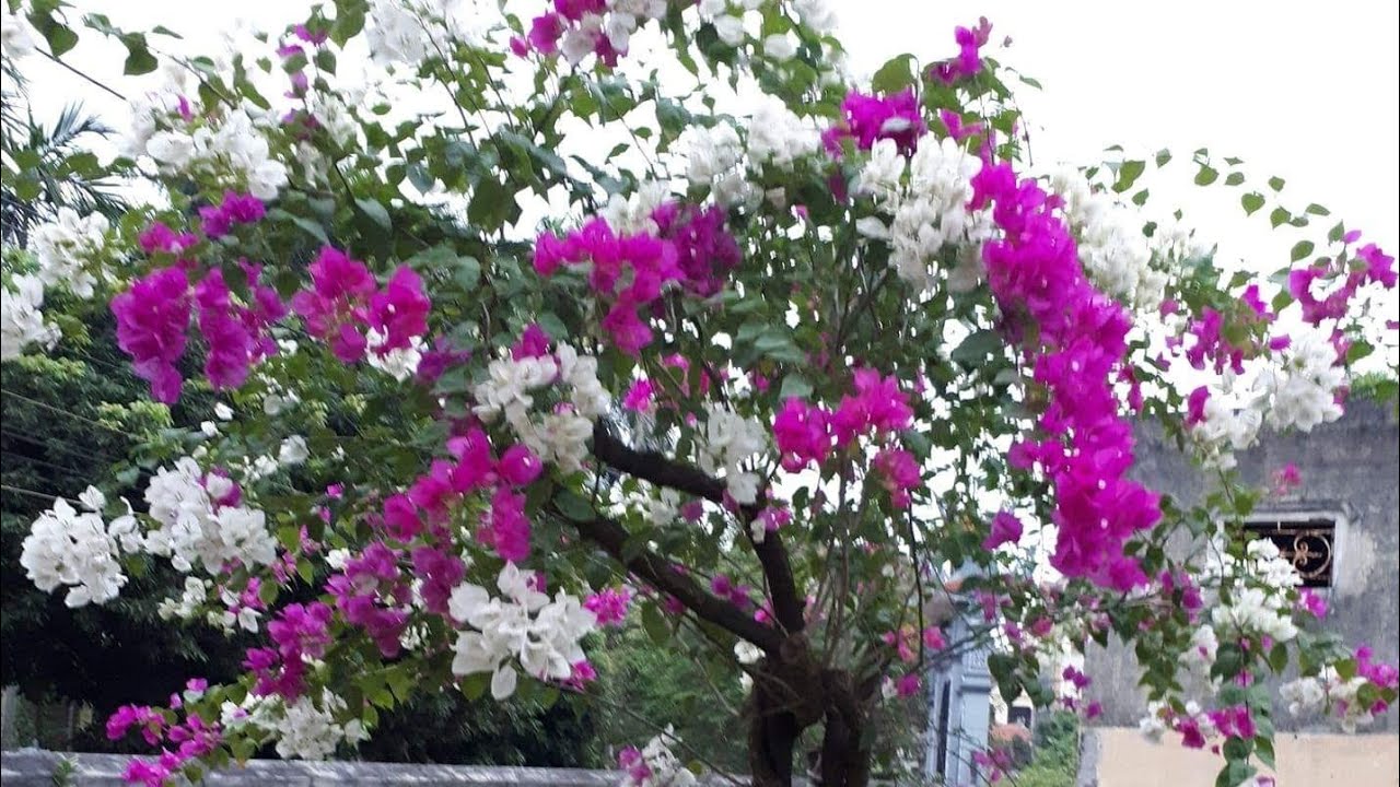 Một số lợi ích của cây hoa giấy