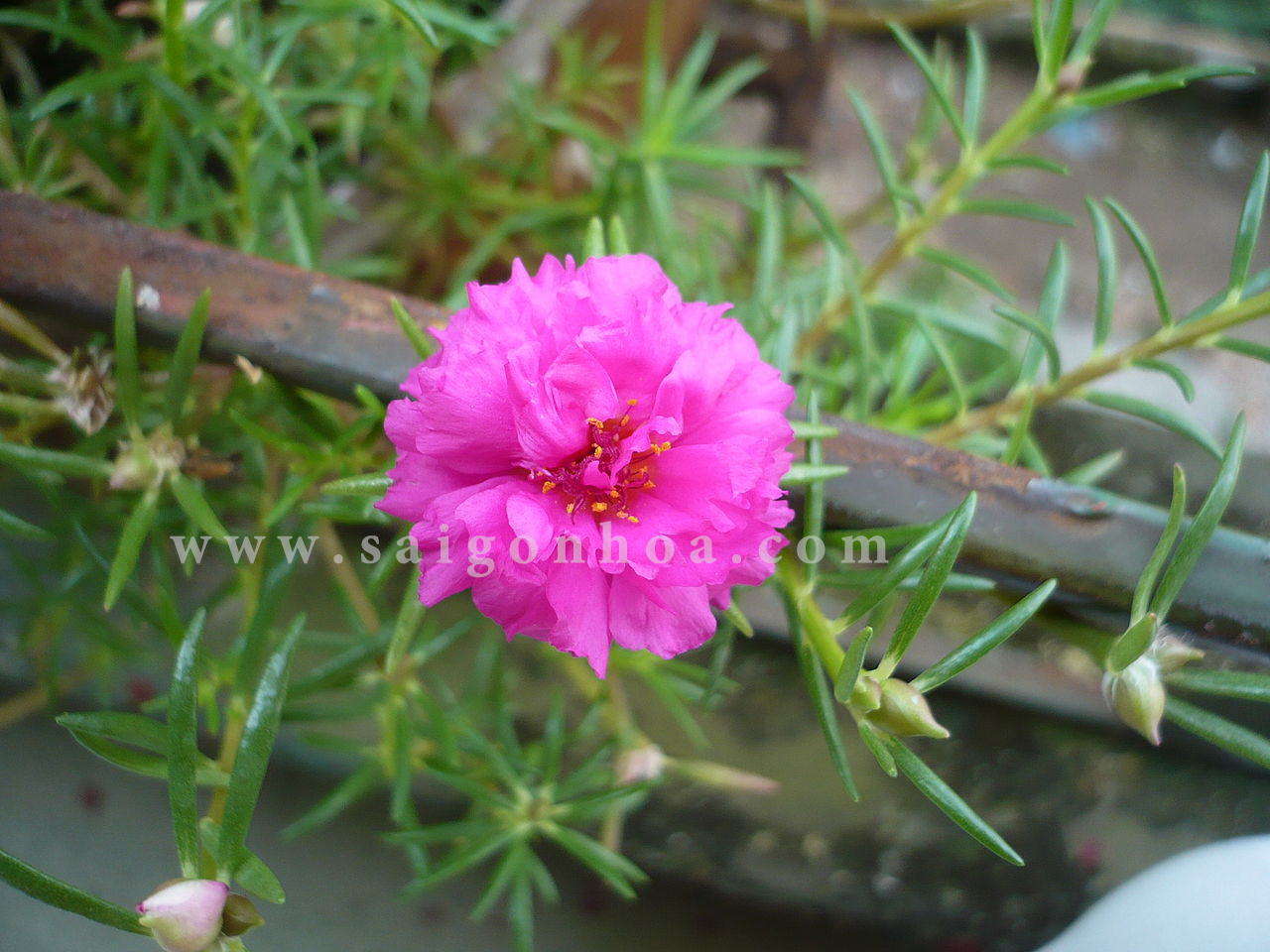 lưu ý khi trồng hoa 10 giờ