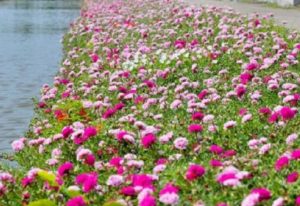 Các kỹ thuật trồng hoa 10 giờ