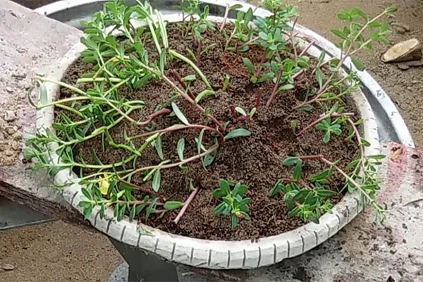 Trồng hoa 10 giờ bằng cành