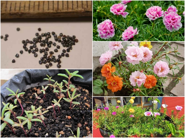 Trồng hoa 10 giờ bằng hạt