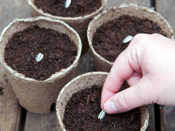 Cách lấy hạt để có thể nhân giống hoa