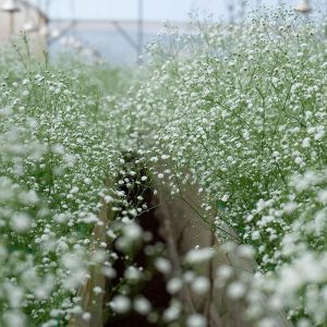 Cách trồng hoa baby