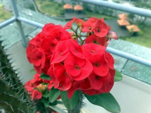 Cách trông hoa bát tiên