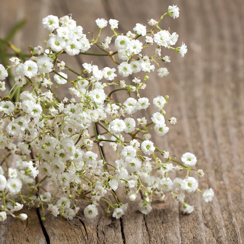 Kỹ thuật gieo và trồng bằng hạt giống