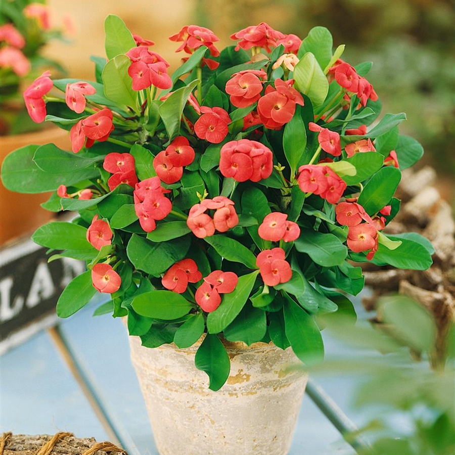 Tìm hiểu cách trồng hoa bát tiên đúng cách