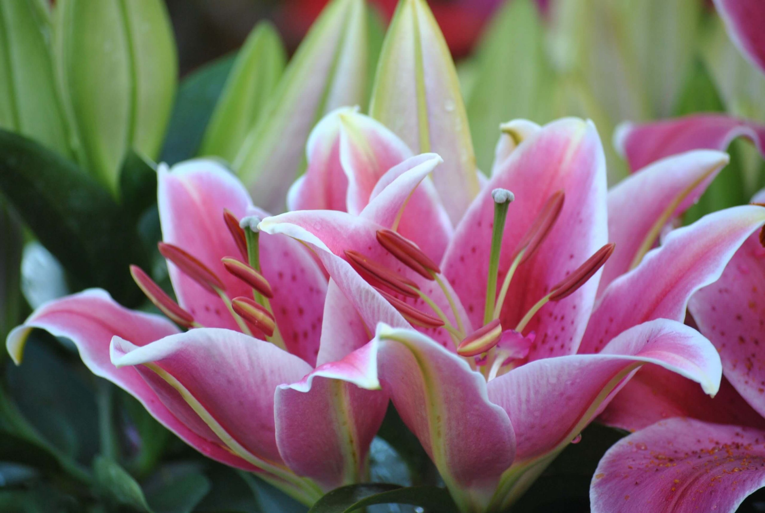 Cách trồng hoa bách hợp sao cho phù hợp