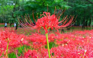 Cách trồng hoa bỉ ngạn