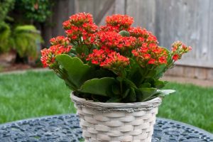 Cách trồng hoa bỏng