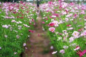 Cách trồng hoa cánh bướm trong vườn nhà