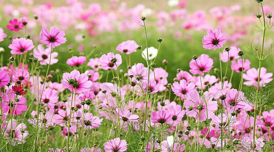 Cách trồng hoa cánh bướm trong vườn nhà hiệu quả nhất