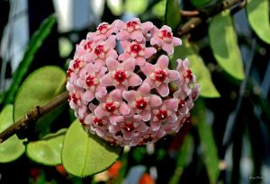 Cách trồng hoa cẩm cù chuẩn nhất