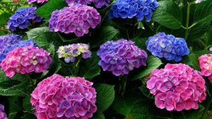 Cách trồng hoa cẩm tú cầu