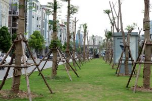 Công ty trồng cây xanh tại Bình Phước