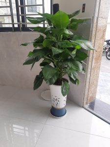 Dịch vụ cho thuê cây xanh văn phòng tại Bình Phước