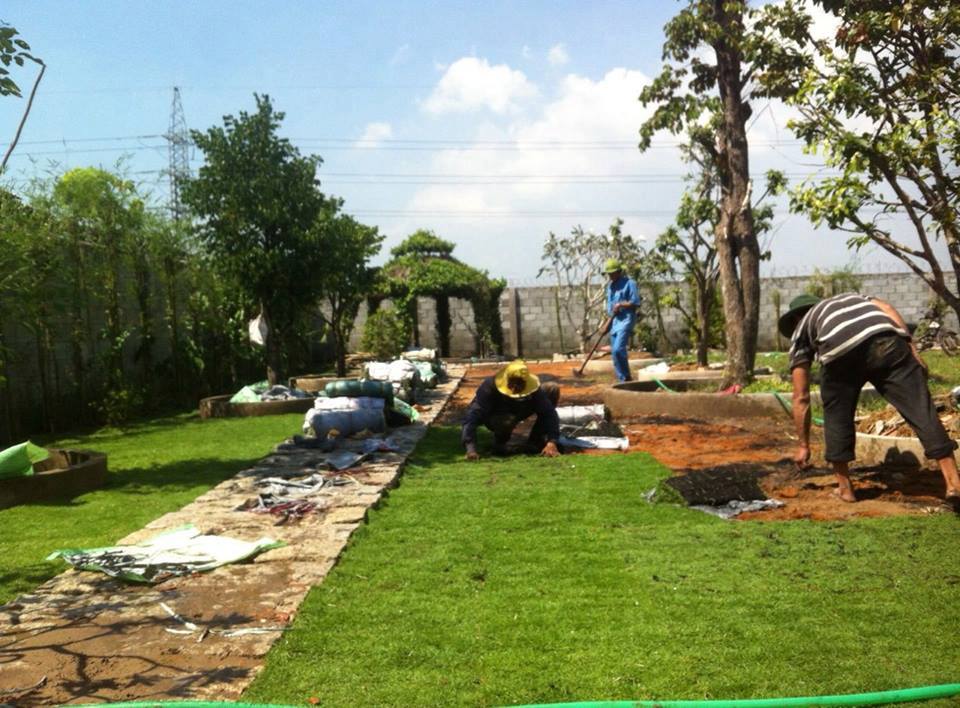 Các loại cỏ được ưu chuộng Các loại cỏ được ưu chuộng