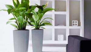 Đơn vị cho thuê cây xanh tại Bình Phước