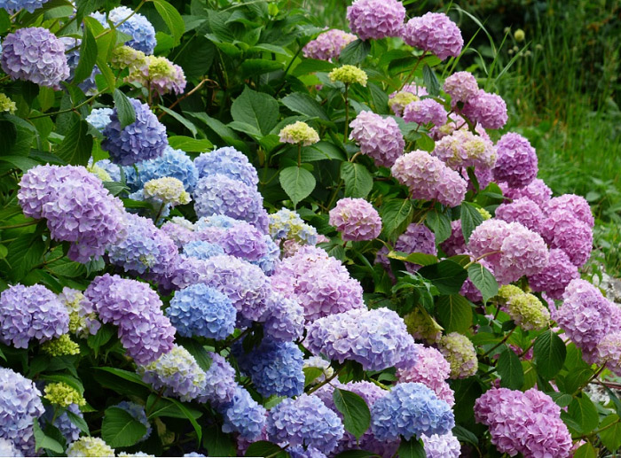 Mùa hoa cẩm tú cầu ở Nhật - Giangbe 日本の紫陽花